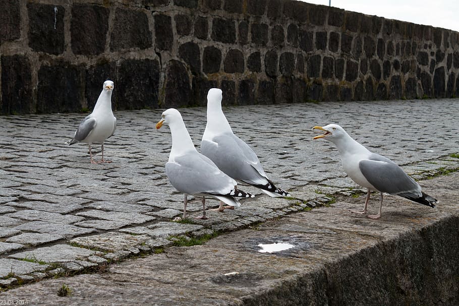 gulls, seagulls, port, water bird, group of animals, animal themes, HD wallpaper