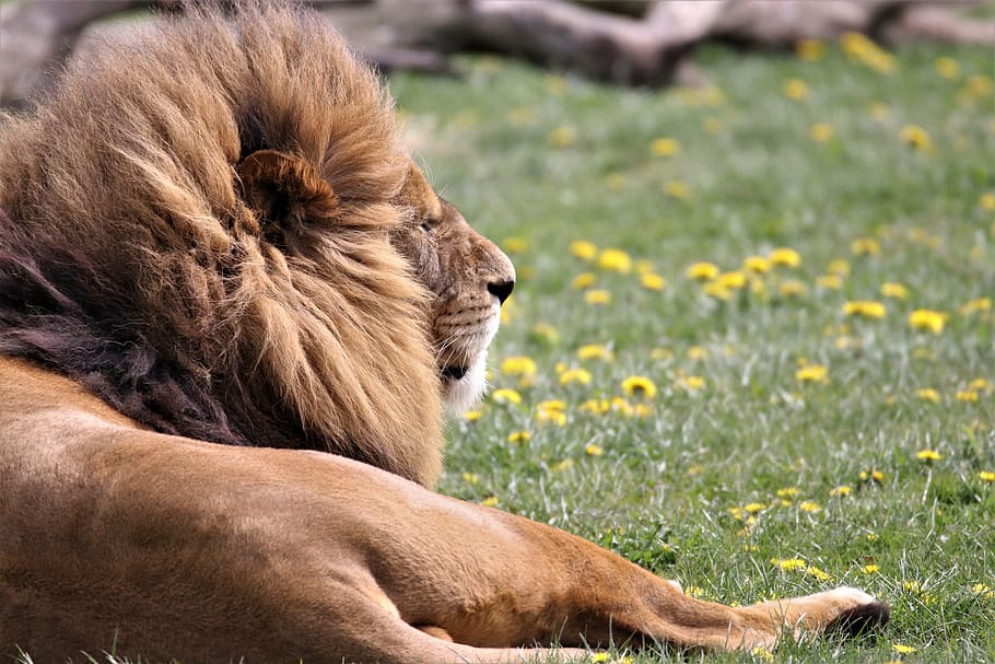 brown lion laying on green grasses, big cat, wildlife, animal, HD wallpaper