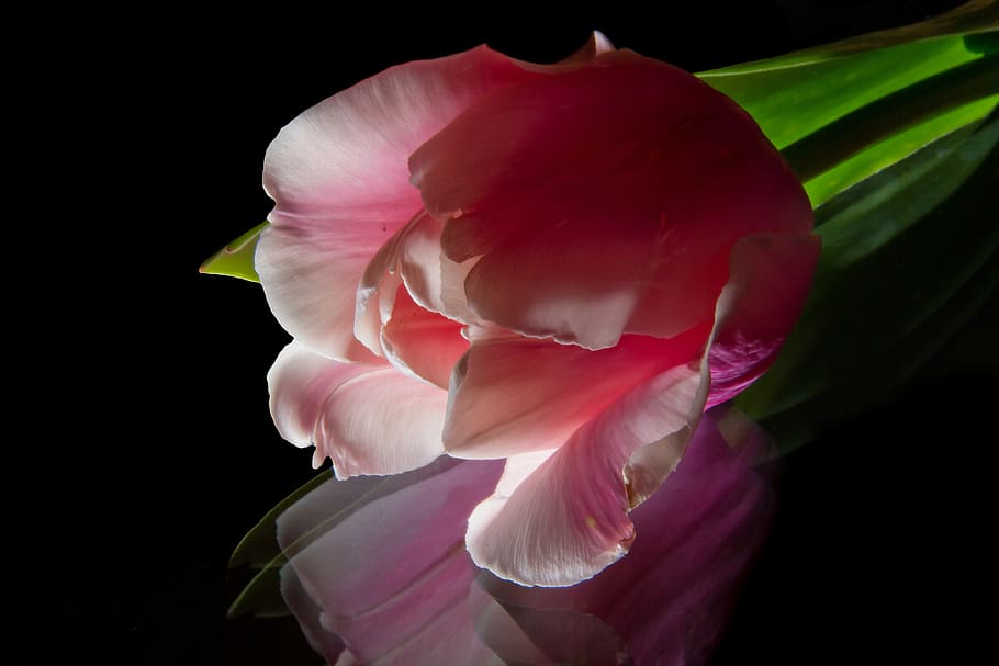 pink tulip in bloom close up photo, flowers, spring, nature HD wallpaper