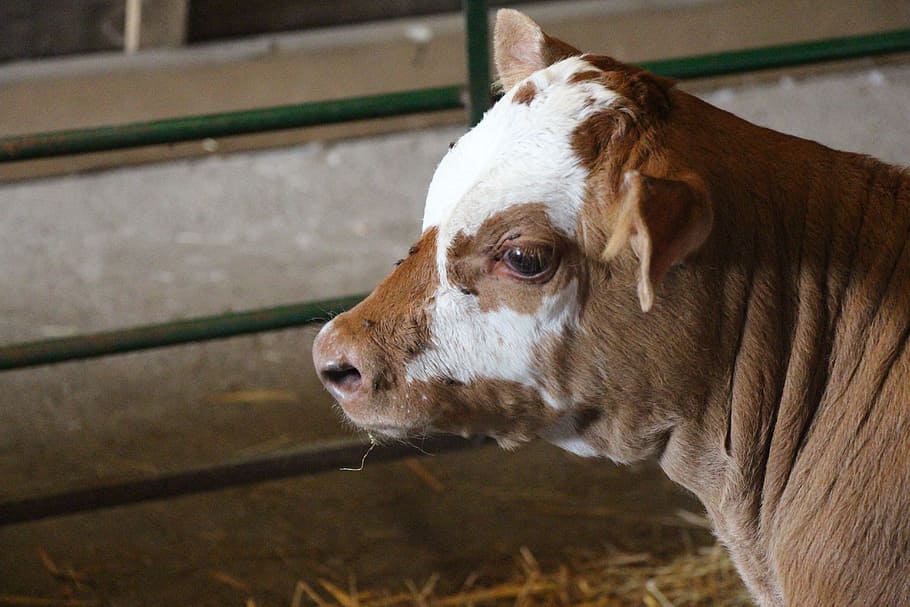 cow, calf, head, cattle, farm, animal, beef, milk, dairy, cute HD wallpaper