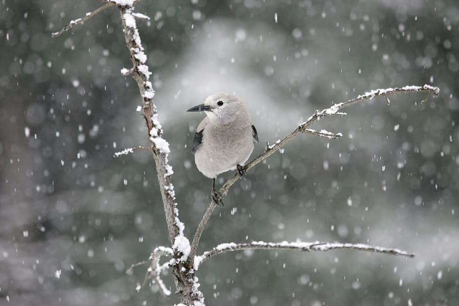 small gray bird perched on the tree during winter, clark's nutcracker HD wallpaper