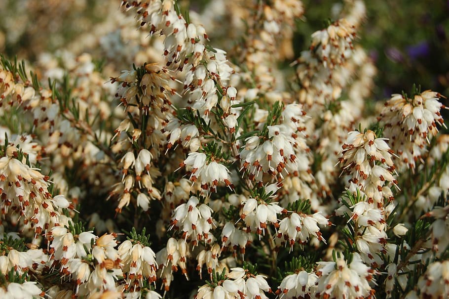 flower, nature, bloom, plant, flowering plant, beauty in nature HD wallpaper
