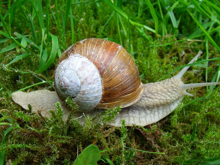 Snail, Shell, Mollusk, animal shell, gastropod, one animal HD wallpaper