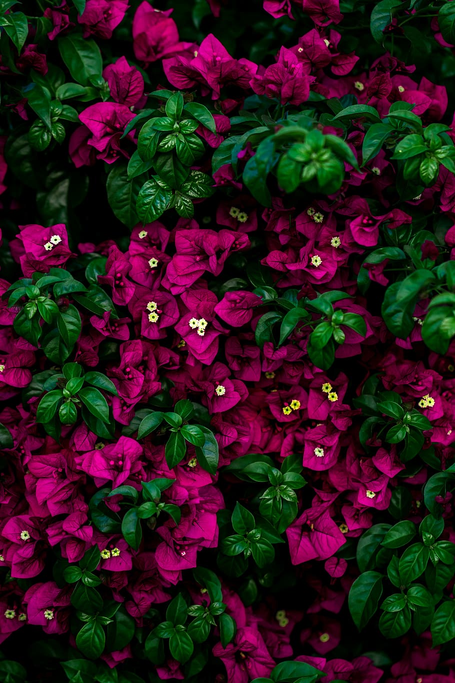 focus photo of pink flowers, closeup photography of purple flowers HD wallpaper