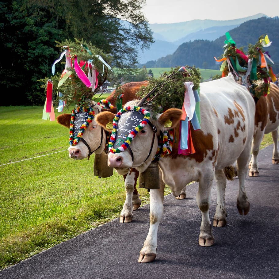 Almabtrieb, Cows, Customs, agriculture, animals, beef, ruminant HD wallpaper