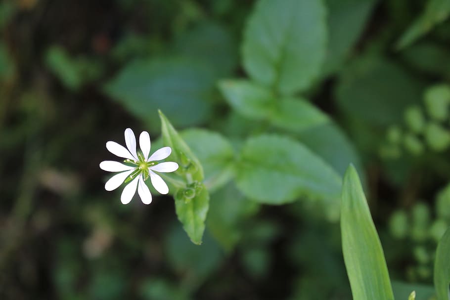 Nature, Flower, Garden, plant, green Color, leaf, close-up HD wallpaper
