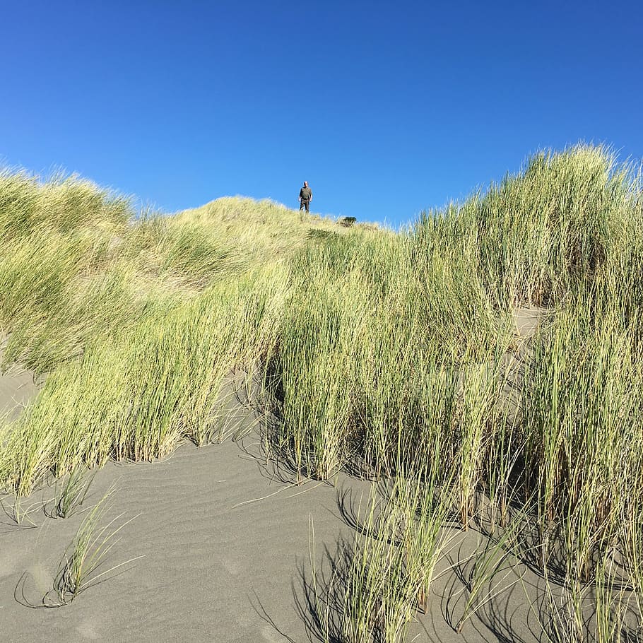 Sand Dunes, Beach, Sea, cliff, nature, coastline, ocean, grass HD wallpaper