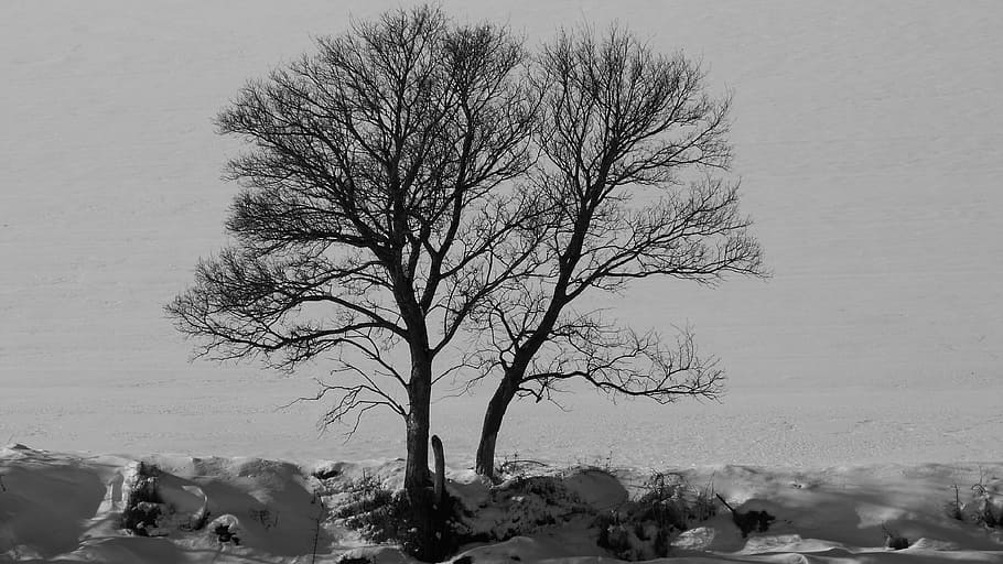 tree, nature, winter, snow, winter landscape, contrast, bare tree HD wallpaper