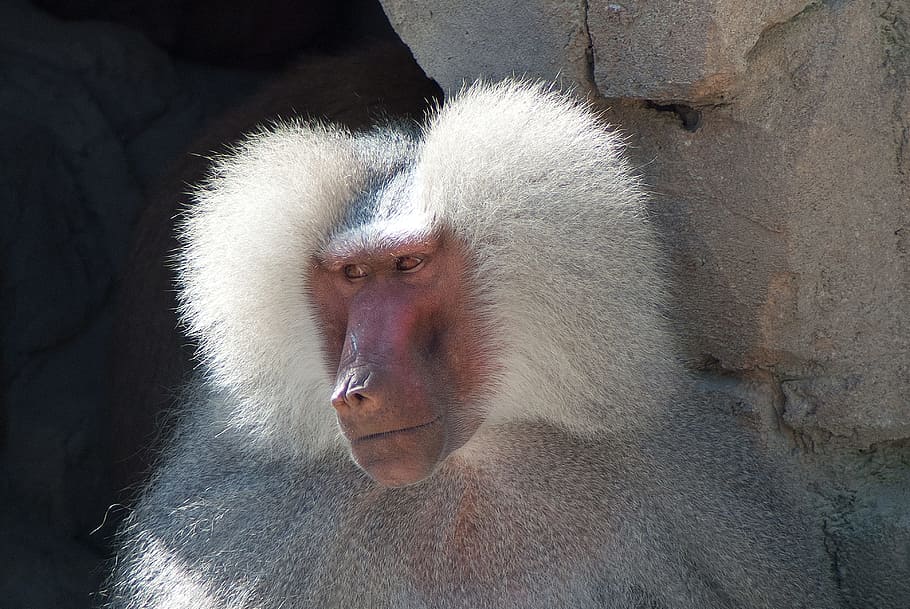 baboon, monkey, animal, animals, portrait, face, primate, animal wildlife HD wallpaper
