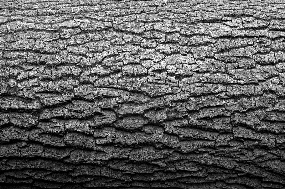 close-up photography of grey tree bark, log, minimal, black and white, HD wallpaper