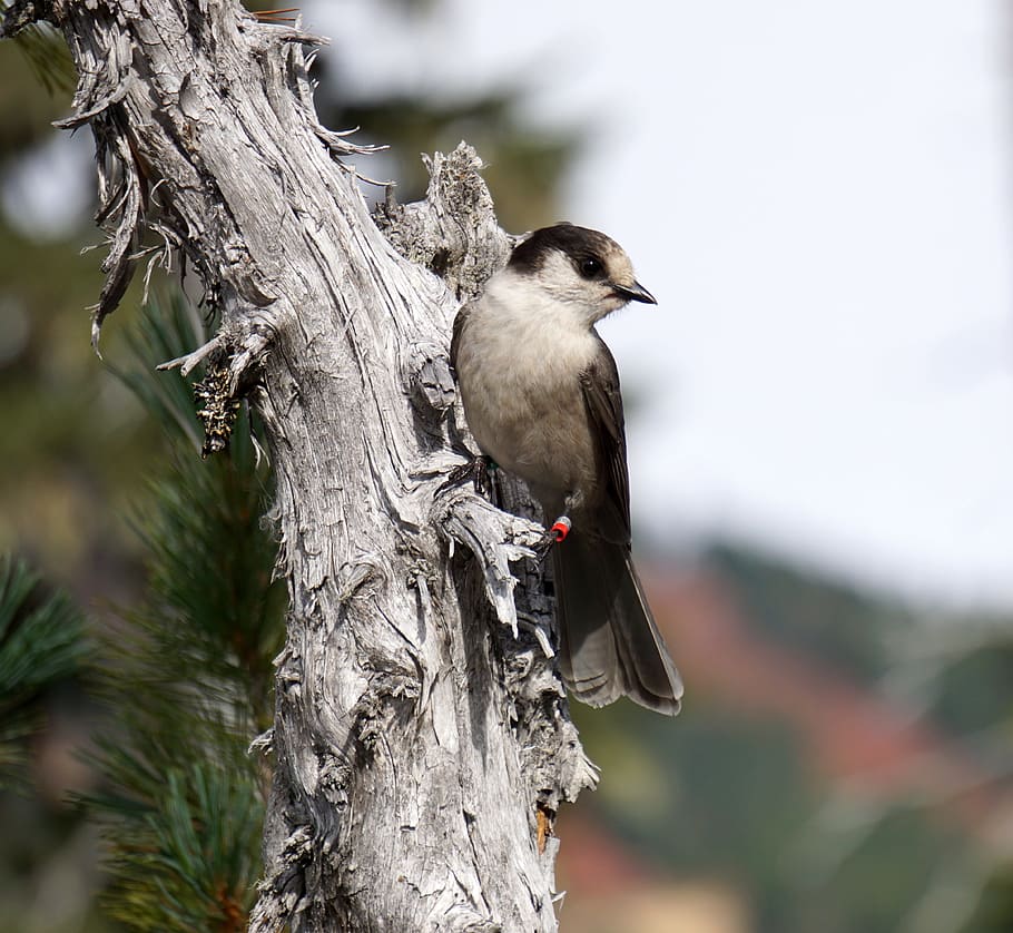 gray jay, whiskey jack, bird, nature, wildlife, perch, animals in the wild HD wallpaper