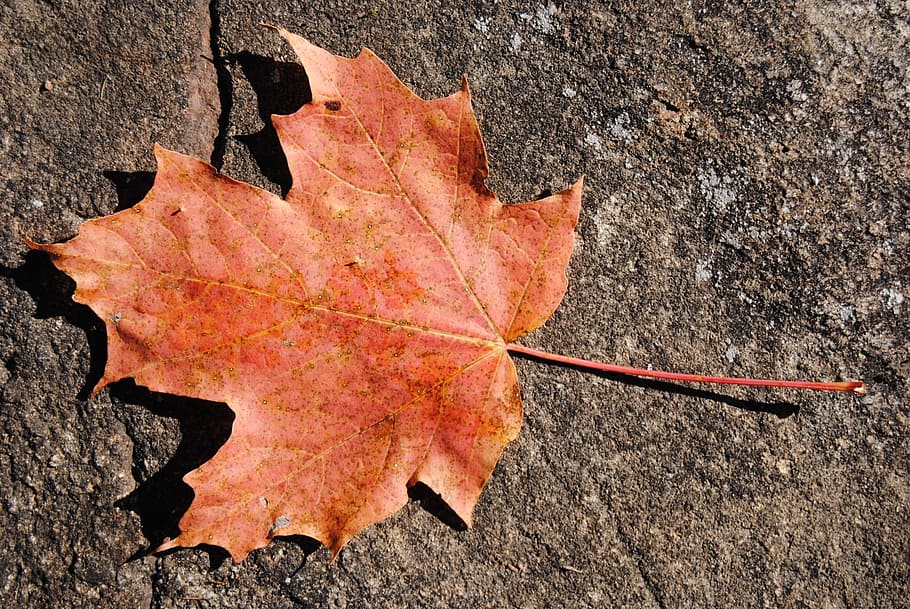 maple, leaf, leaves, autumn, season, nature, dry, orange, plant part HD wallpaper