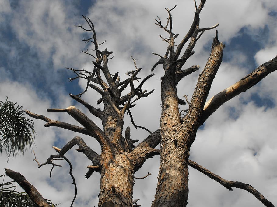 trees, woods, trunks, dried, wooden, branches, dry, woody, stems HD wallpaper