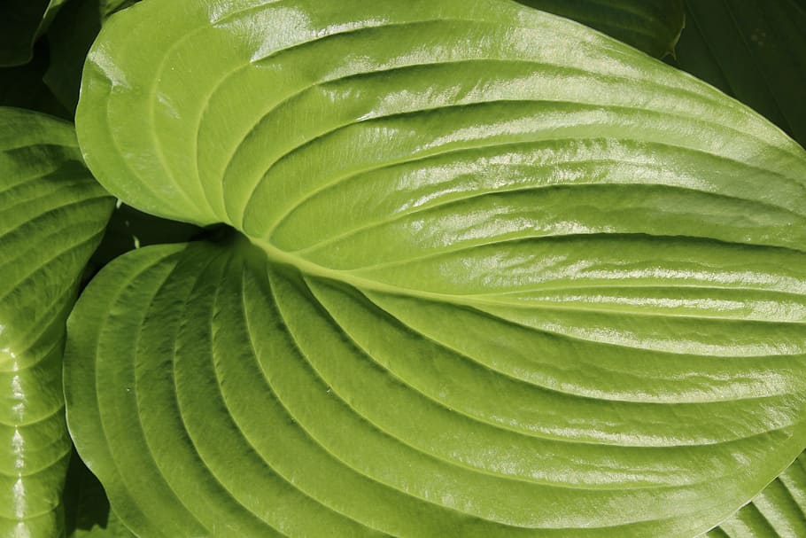 leaf, green, horsta, garden, china, plant, leaves, green leaf HD wallpaper