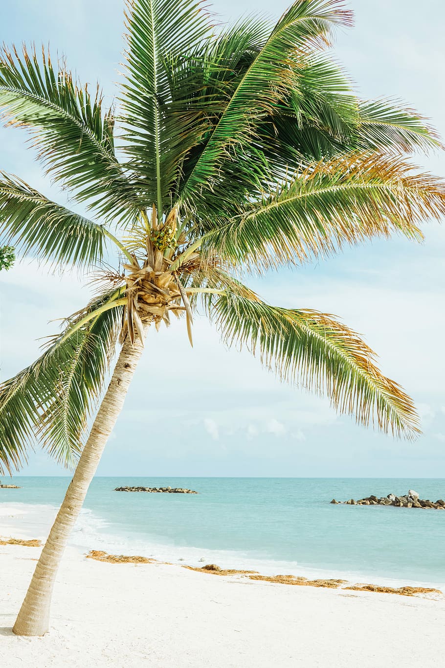 green leafed coconut tree near sea, coconut tree on seashore during daytime HD wallpaper