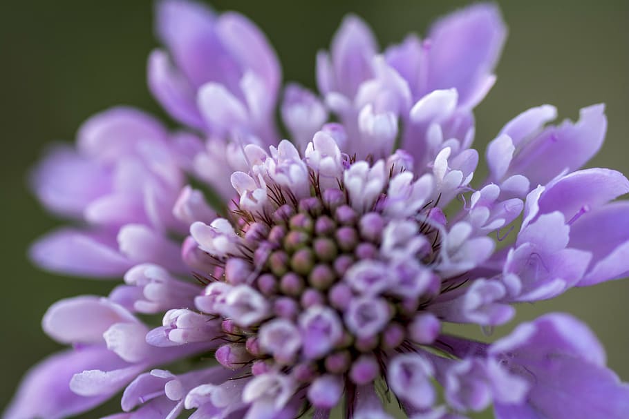 flower, purple, macro, pollen, flowering plant, beauty in nature HD wallpaper