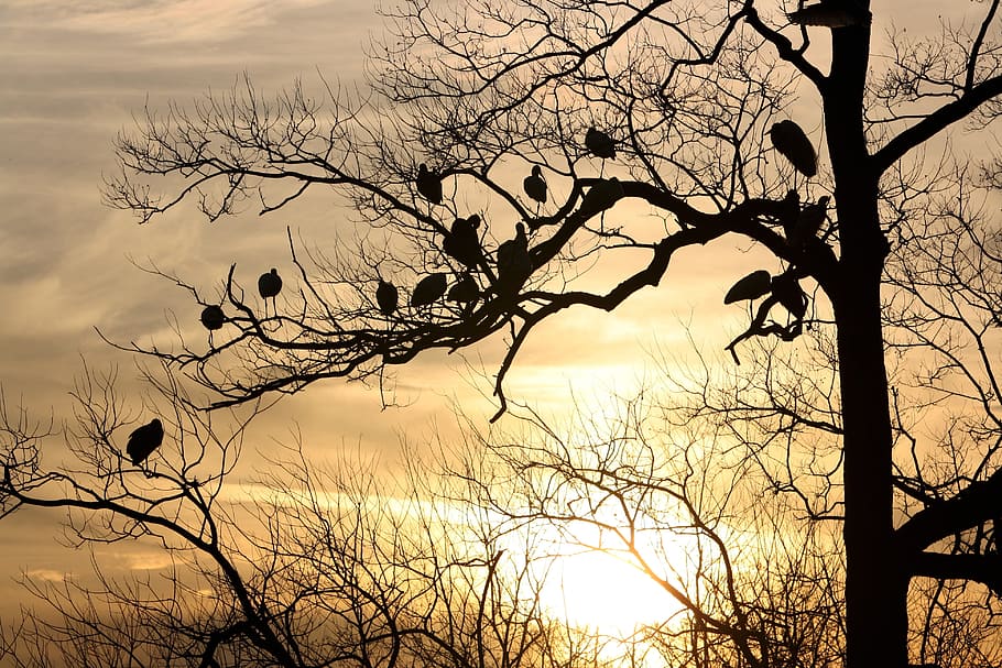 silhouette photo of bare tree and birds, Dusk, Sunset, fly HD wallpaper