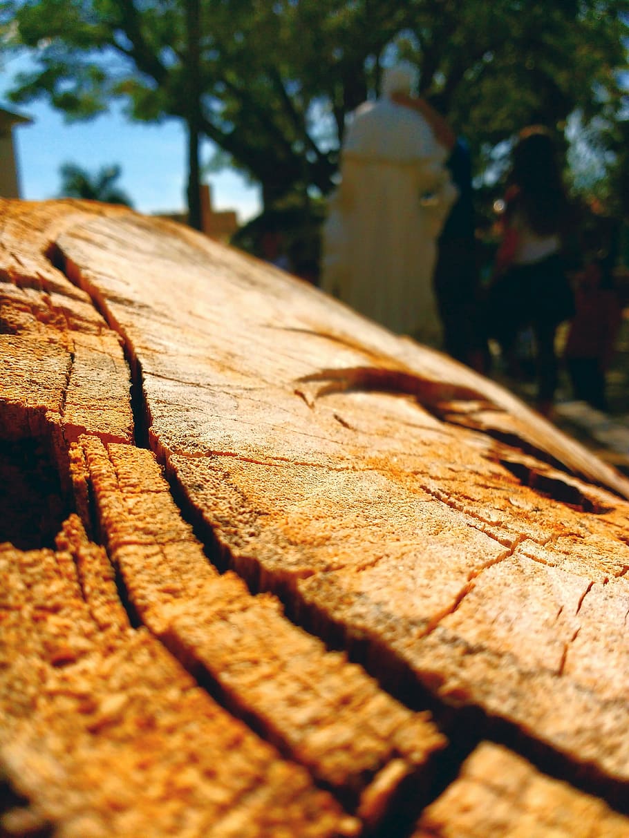 carmo, wood, texture, tree, selective focus, plant, day, close-up HD wallpaper
