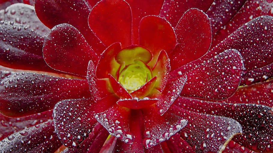 Flowers, Nature, Crespo, Macro, Water, drip, red, close-up, HD wallpaper