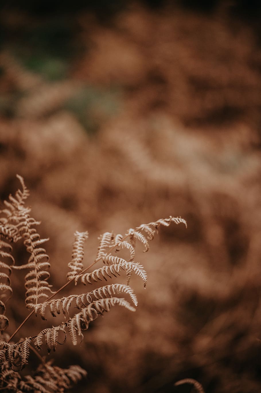 brown leafed plant, sephia photography of fern, nature, forest, HD wallpaper