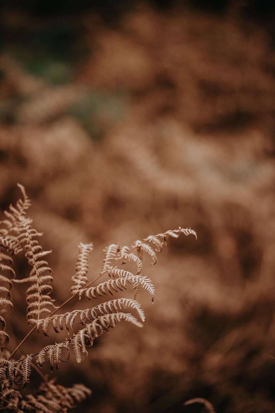 brown leafed plant, sephia photography of fern, nature, forest