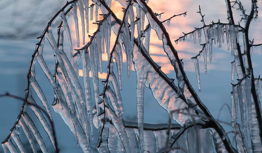 ice-covered brown twigs close-up photo during daytime, Icicle HD wallpaper