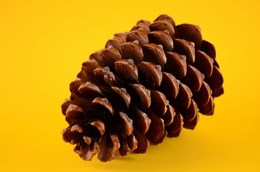 no one, wallpaper, cone, studio shot, colored background, yellow background HD wallpaper