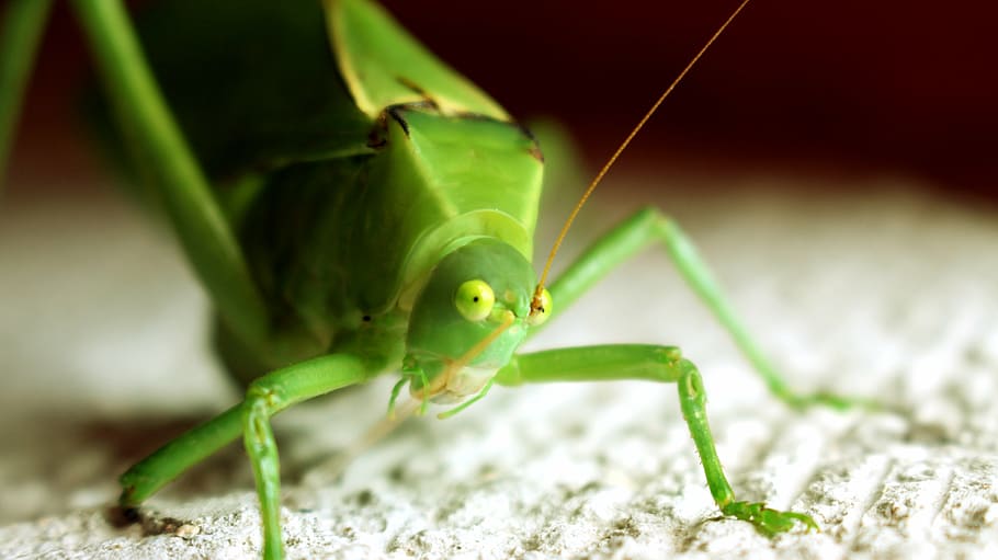 insect, green, small, grasshopper, green bug, bugs, nature HD wallpaper