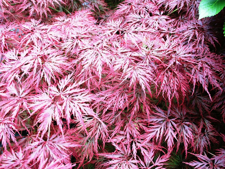 bush, spring maple red, plant, tender, summer, freshness, no people HD wallpaper