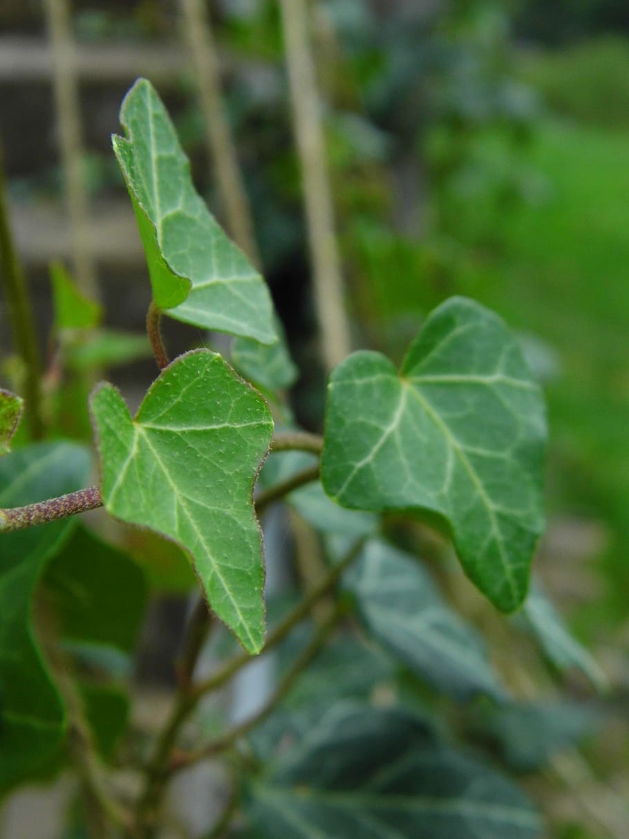 leaf, nature, plant, plant part, green color, growth, close-up HD wallpaper