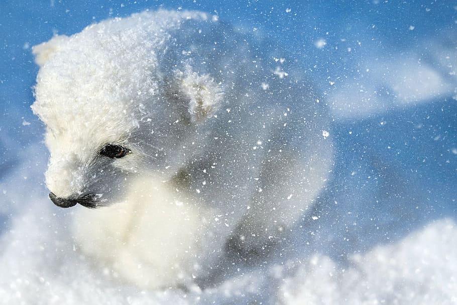 polar bear cub, predator, animal, white, young, sitting, snow