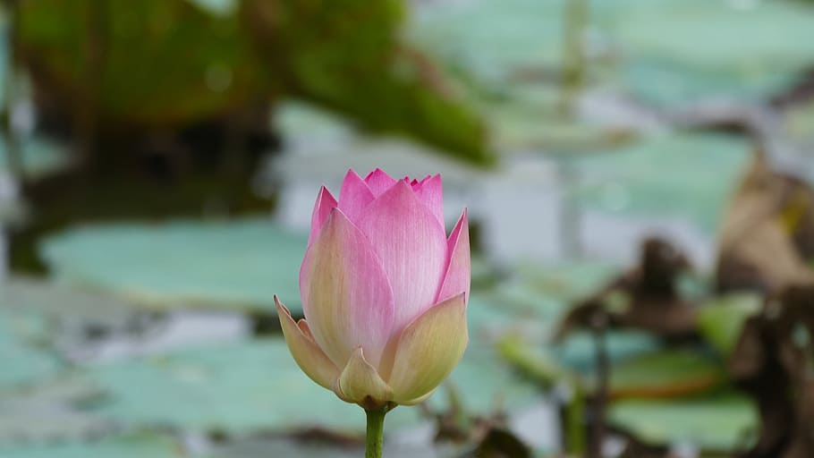 Với hình ảnh hoa sen khoe sắc trên nền nước trong suốt, chúng ta không thể bỏ qua cơ hội thưởng thức vẻ đẹp tuyệt vời này. Hãy để tâm hồn thư giãn và đắm chìm vào không gian yên bình của khu vườn sen trong tranh.