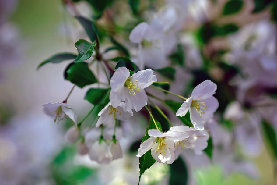 spring, cherry blossom, green leaf, flower, flowering plant HD wallpaper