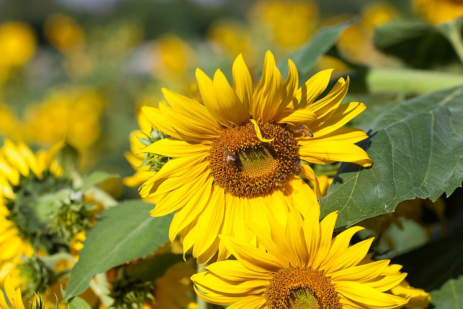 Sunflower, Nan River, Bee, summer, insects, yellow, plant, nature HD wallpaper