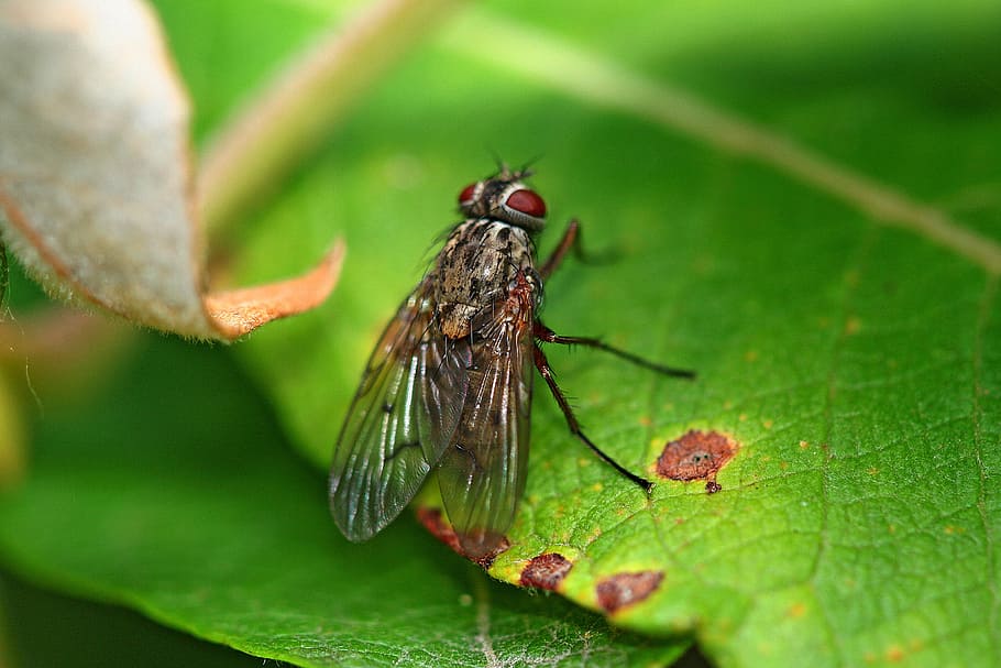 Fly, Leaf, Macro, Insect, Nature, green, close, animal, insect portrait HD wallpaper