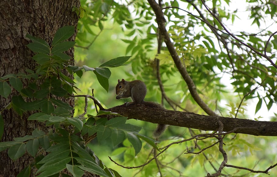 nature, squirrel, wild life, animal wildlife, animal themes HD wallpaper
