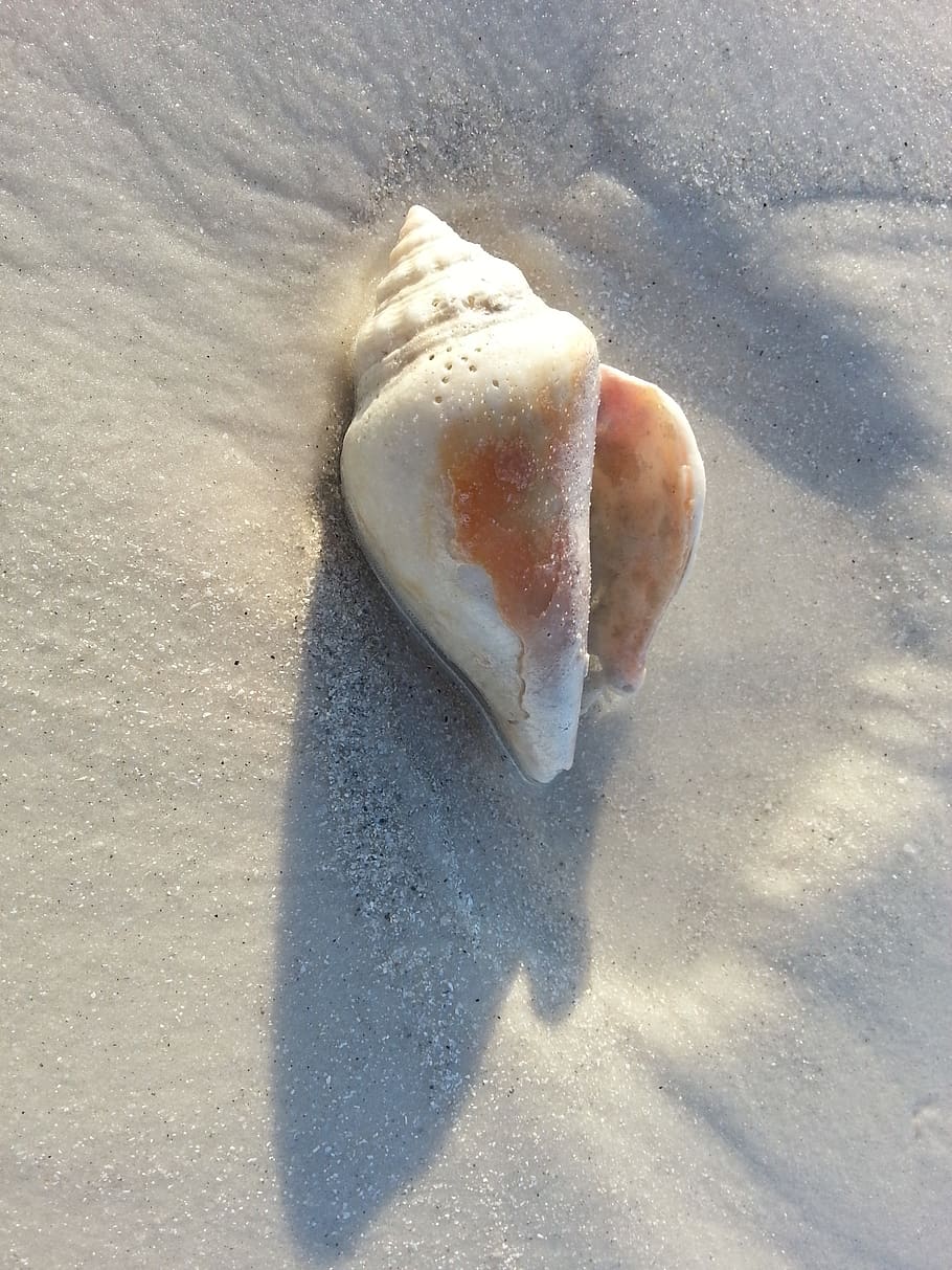 shell, beach, sand, sunlight, food and drink, shadow, high angle view HD wallpaper