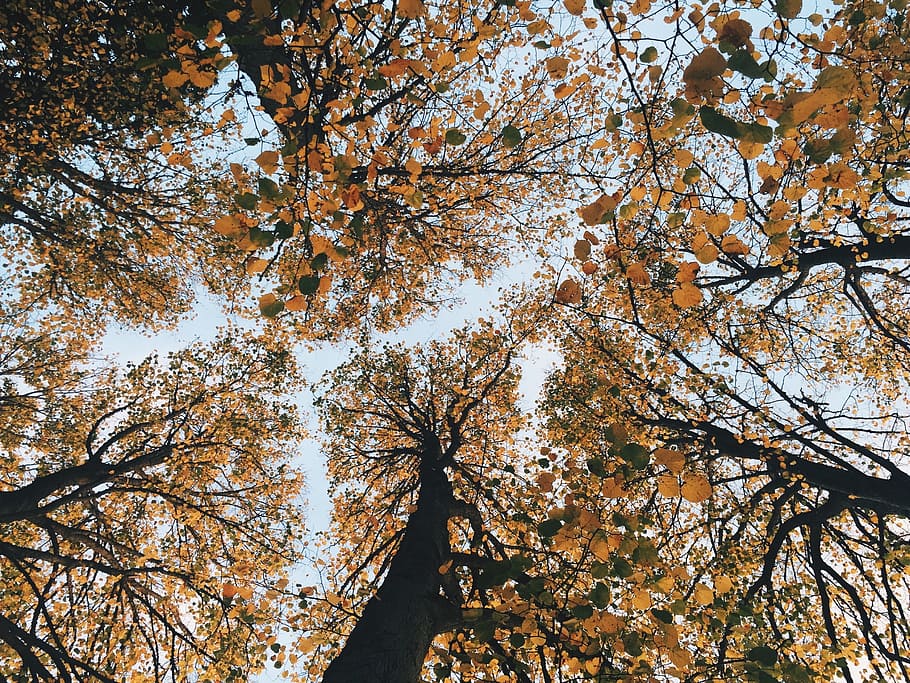 fall, autumn, trees, deciduous, looking up, wood, scenic, gold HD wallpaper