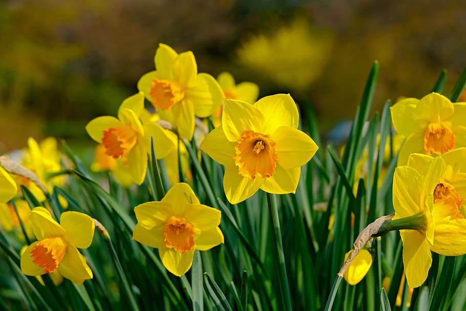 narcissus, flower, yellow, spring, blossom, bloom, bright, harbinger of spring, HD wallpaper