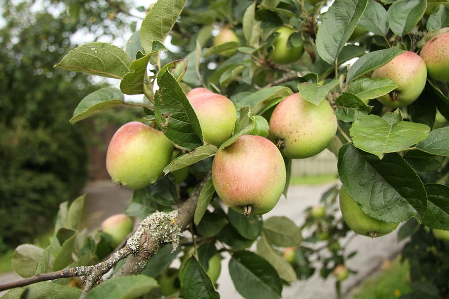 Apple, Leaf, Fruit, Vitamins, Healthy, food, eat, branch, leaves HD wallpaper