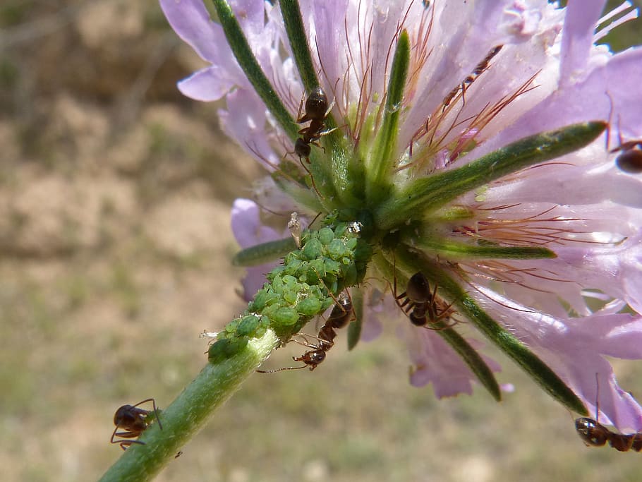 flower, aphid, aphids, ants, infested, plague, plant, growth HD wallpaper