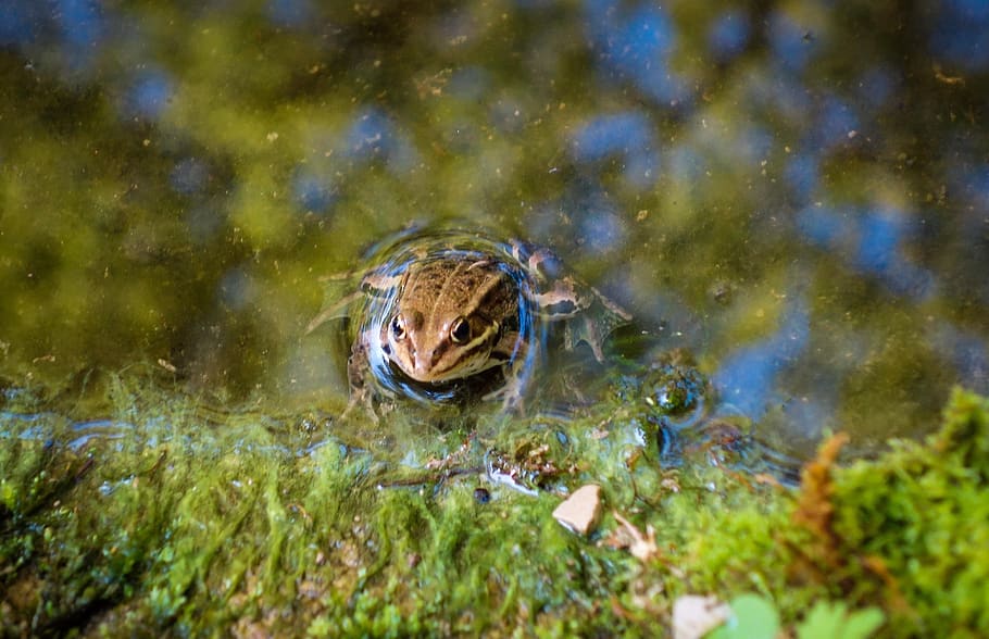 frog, toad, tree frog, pond, pools, water, reed, grass, frog in the water HD wallpaper