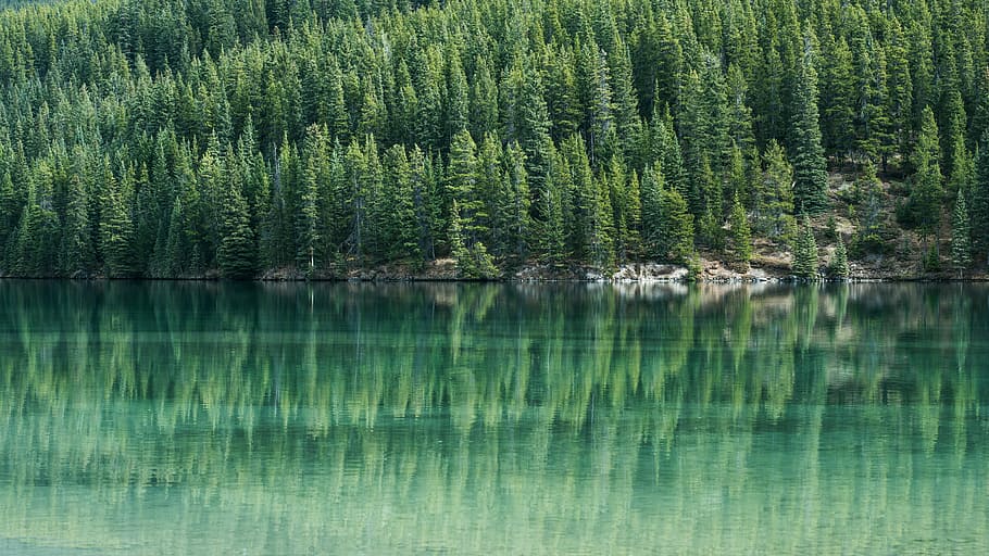 green trees beside body of water, clean body of water surrounded by trees HD wallpaper