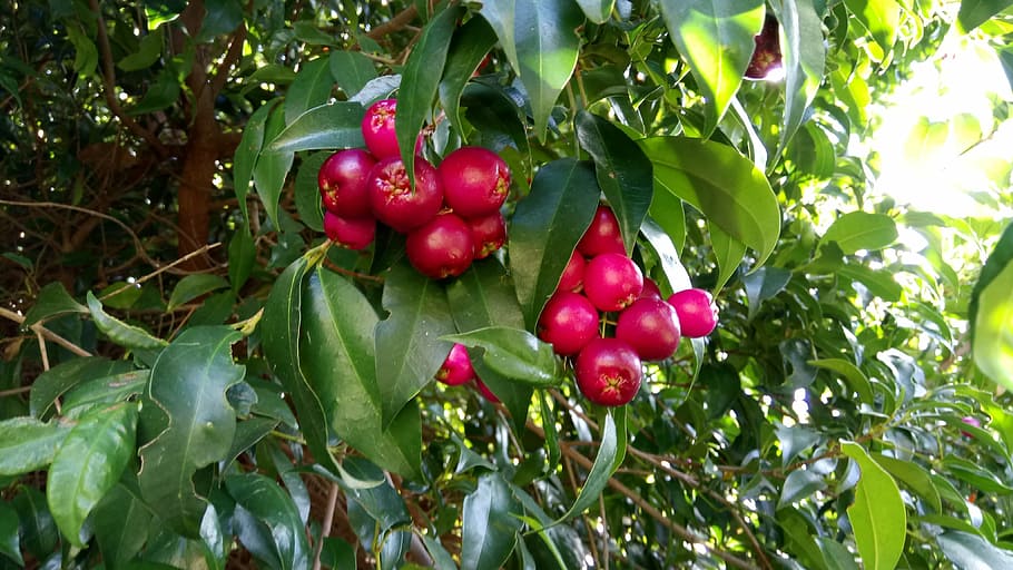 lilypillies, fruit, wild, native, food, australia, nature, red HD wallpaper