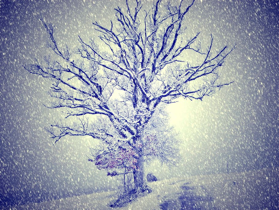 Wintry, Snow, Tree, Light, winter, cold temperature, weather HD wallpaper