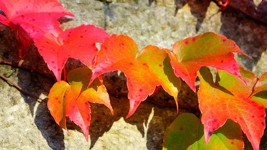 autumn, fall foliage, fall leaves, leaf, plant part, change HD wallpaper