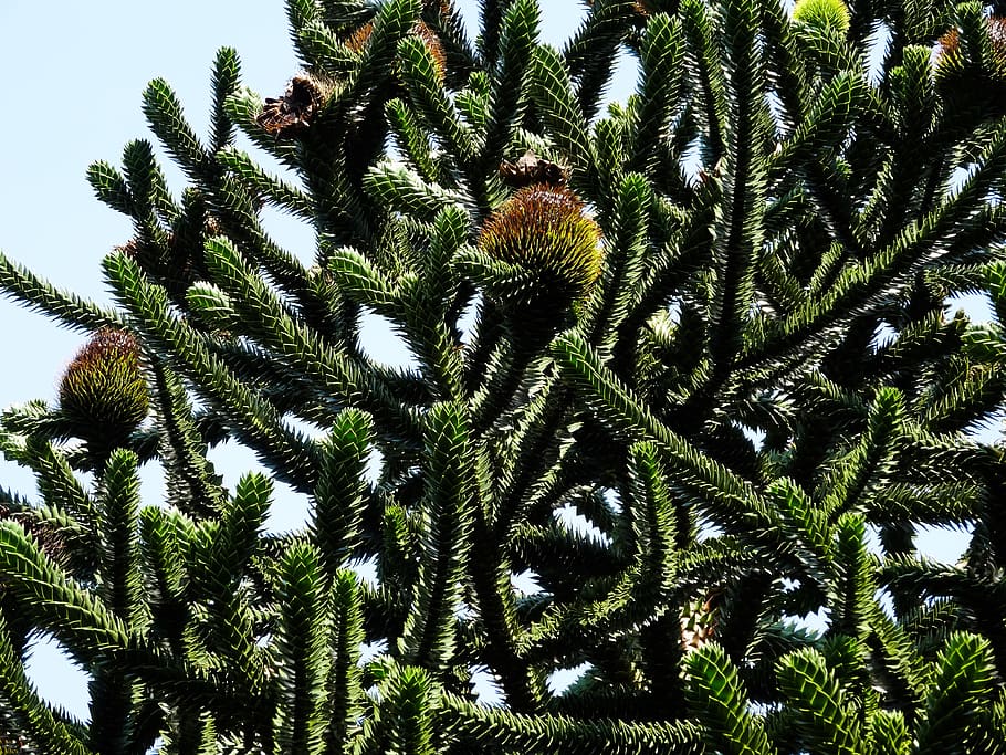 Monkey, Tree, Seed Balls, monkey tree, green, no people, day HD wallpaper