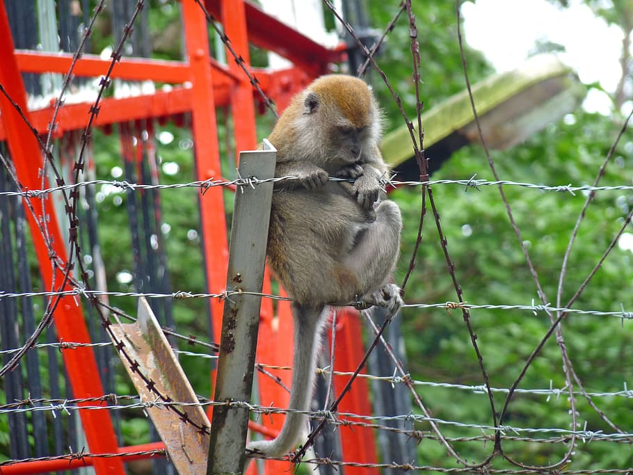 monkey, barbed wire, forest, macaque, urban, park, asia, singapore HD wallpaper