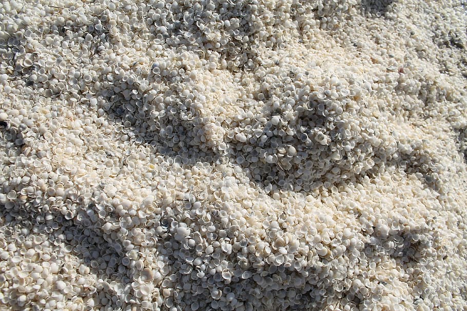 shells, shark bay, beach, australia, western australia, full frame HD wallpaper