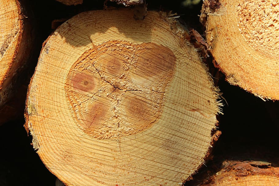 tree, cross section, cutting, round, texture, model, nature HD wallpaper